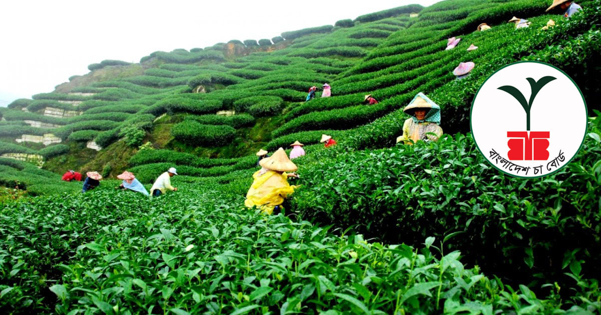 বাংলাদেশ চা বোর্ডে প্রধান কার্যালয়ে নিয়োগ বিজ্ঞপ্তি 2019 Bangladesh tea board